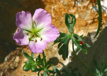 Geranio Argentino_Crescita Miracolosa