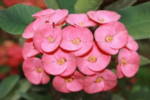 Euphorbia Mili Fiore