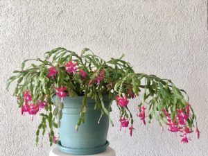 Schlumbergera Fiore